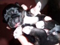 /album/galeria-de-fotos-filhotes-disponiveis/femea-preta-jpg/